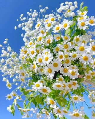 Прекрасный цветок - 65 фото