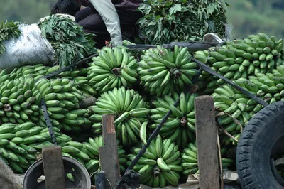 Пюре \"НЕПОСЕДА\" яблочко-банан для детей с 6 месяцев, 90 гр./12 шт./ -  купить с доставкой по выгодным ценам в интернет-магазине OZON (832223688)