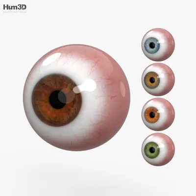 глаз 3D Модель $7 - .blend .fbx .obj .unknown - Free3D