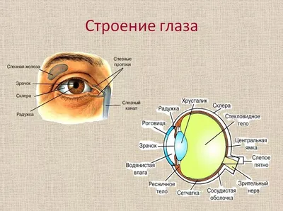 Упражнения для зрения при близорукости