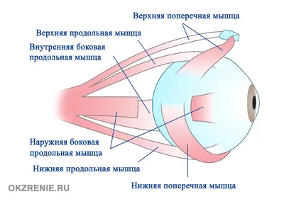 Массаж глаз