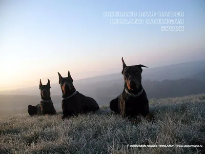 Dobermann \"Irinland\" russian doberman Kennel / Питомник доберманов  \"Иринланд\"