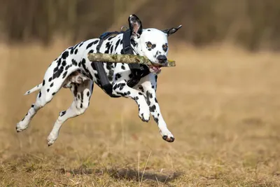 Далматин (Dalmatians) - это очень активная, сильная и выносливая порода  собак. Описание собаки, фото, отзывы.