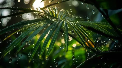 File:Летний дождь в лесу. Summer rain in the forest. - panoramio.jpg -  Wikimedia Commons