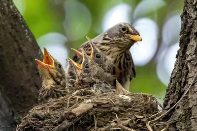 Сизый дрозд - eBird