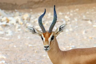 Wiki Nature - Джейран. Джейран (лат. Gazella subgutturosa) никогда не  переживает о наличии свежей и чистой воды поблизости. Он живет в пустынях и  полупустынях Средней Азии, где вокруг лишь глина, песок да