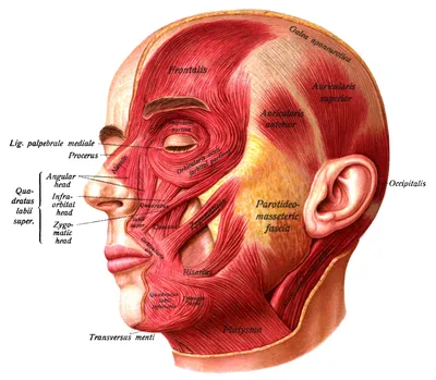 Face - Wikipedia