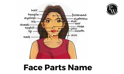 Parts of the Face | Woodward English