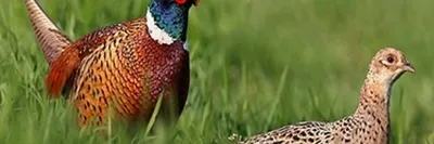 Птица фазан - описание вида, размножение, популяция