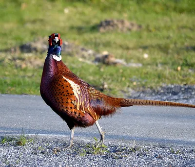 Звук фазана: какие звуки издаёт фазан / Sound pheasant, pheasant cry, voice  pheasant - YouTube