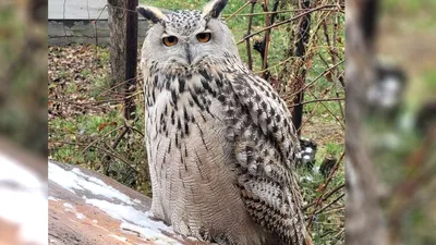 Филин (Bubo bubo)