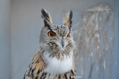 Филин (Bubo bubo) — Зоопарк «Лимпопо» г. Нижний Новгород – Нижегородский  зоопарк