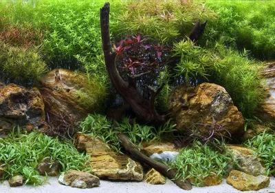 Купить Фон для аквариума Hobby Planted River/Green Rocks - в Интернет  зоомагазине Danio.com.ua