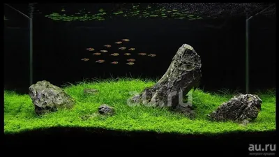 Купить Фон для аквариума Hobby Planted River/Green Rocks - в Интернет  зоомагазине Danio.com.ua