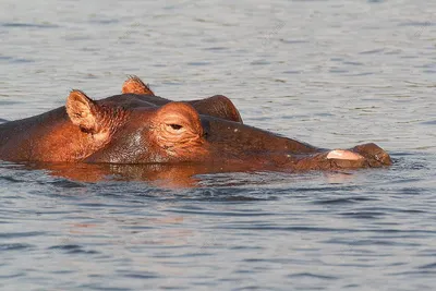 Обыкновенный бегемот или гиппопотам (лат. Hippopotamus amphibius) –  Интересные животные