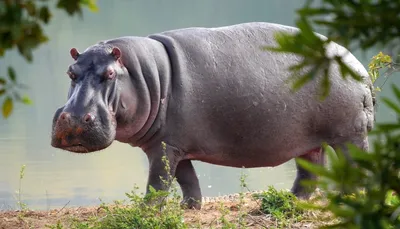 Общие Amphibius или гиппопотам бегемота бегемота в реке. Портрет гиппопотама  в реке Стоковое Фото - изображение насчитывающей опасно, падения: 201549230