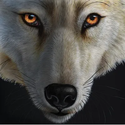 [72+] Картинки глаза волка обои