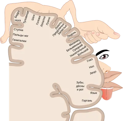 Кортикальный гомункулус — Википедия