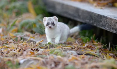 Горностай (лат. Mustela erminea), фотографии горностая