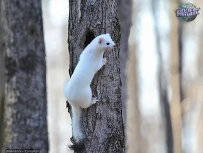 Жители Челябинской области заметили белого горностая
