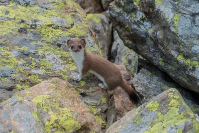 Горностай (Mustela erminea) – Астраханский биосферный заповедник