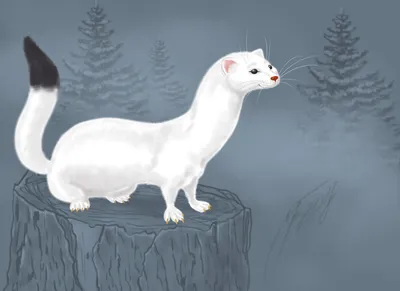 Горностай Белый горностай стоит на …» — создано в Шедевруме
