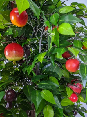 Аренда дерева \"Гранат с плодами\" 3 м.