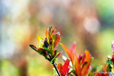 Листья гранатового дерева | Почитать о временах года в Черно… | Flickr
