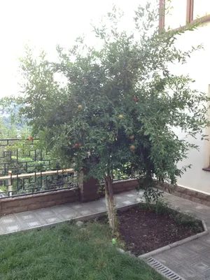 Ветка гранатового дерева | Почитать о черногорской весне мож… | Flickr