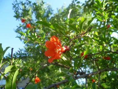 Цветы гранатового дерева :: Лейла Новикова – Социальная сеть ФотоКто