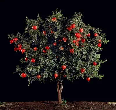 Цветок гранатового дерева стоковое фото. изображение насчитывающей флора -  95740484