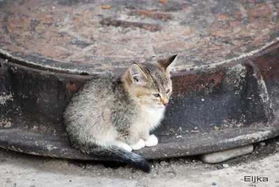 Самые грустные коты интернета. Собрал всех😄. | Донт энд Кноу | Дзен