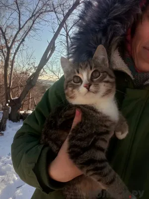 котэ картинки (прикольные картинки с кошками) / смешные картинки и другие  приколы: комиксы, гиф анимация, видео, лучший интеллектуальный юмор.