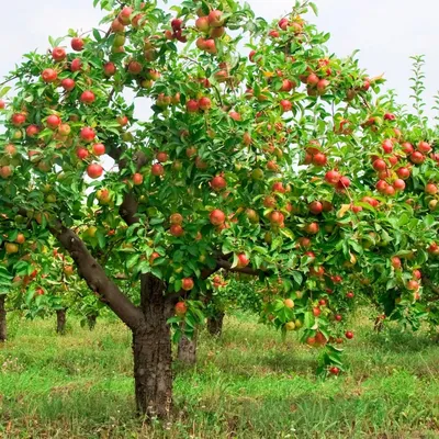 Красные Яблоки На Дереве. Green Apple Дерево Полный Красных Яблок. Красные  Яблоки На Яблоне Ветви Дерева В Саду Фотография, картинки, изображения и  сток-фотография без роялти. Image 37347165