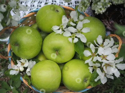 яблоки в корзине на земле, корзина вкусных сезонных яблок, Hd фотография  фото фон картинки и Фото для бесплатной загрузки