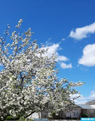 Яблоневый сад 🍎 на краю Кумысной поляны у Тенистого пруда