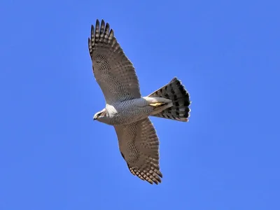 Ястреб-перепелятник (Accipiter nisus)