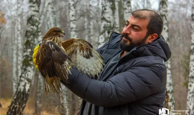 Хроника пикирующего ястреба\" :: Виктор Комиссаров – Социальная сеть ФотоКто