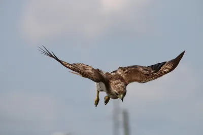 Ястреб-тетеревятник (Accipiter gentilis)