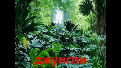 Явления природы. Энциклопедия дошкольника - Vilki Books