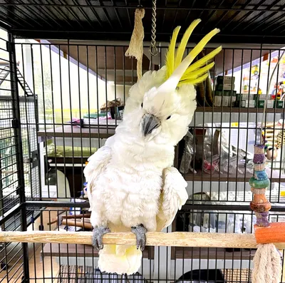 Попугай Какаду желтоxоxлый купить в интернет-магазине AQUA-SHOP