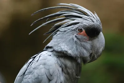 Семейство попугаев Какаду | Животный и растительный мир | Дзен