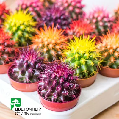 Кактус Echinocactus Grusonii в интернет-магазине VALLES.RU