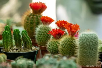 Кактус Cactus