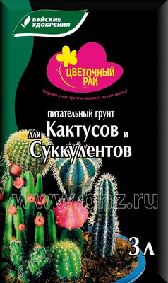 Кактус купить