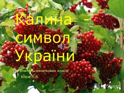 Фартух чорного кольору з принтом \"Червона калина символ України\" 0106c8 -  CustomPrint.market