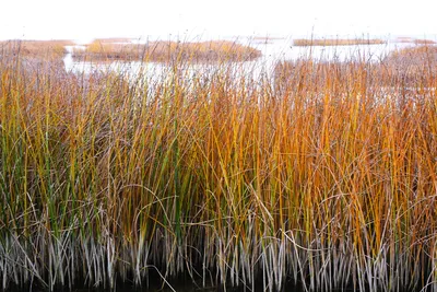 Рогоз Рогоз Typha Камыша Камыш Камыш Камыши Totoras Марш Болото — стоковые  фотографии и другие картинки Totora - iStock