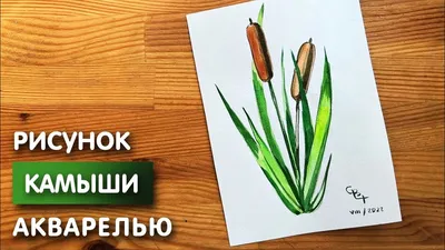 [78+] Картинки камыша обои