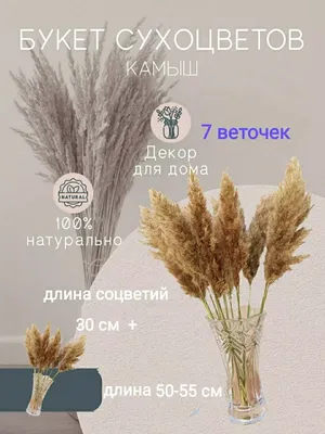 Камыш соцветия. Букет из камыша. Камыш для декора.РАСПРОДАЖА!: 125 грн. -  Прочие товары для дома Днепр на Olx