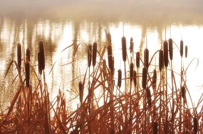 Купить Scirpus tabernaemontani Zebrinus (Камыш Зебринус), купить камыш  Зебрина, водные растения